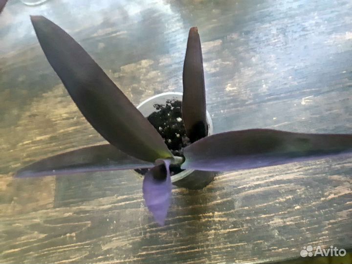 Традесканция фиолетовая