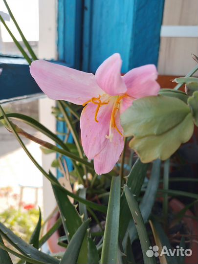 Комнатные цветы