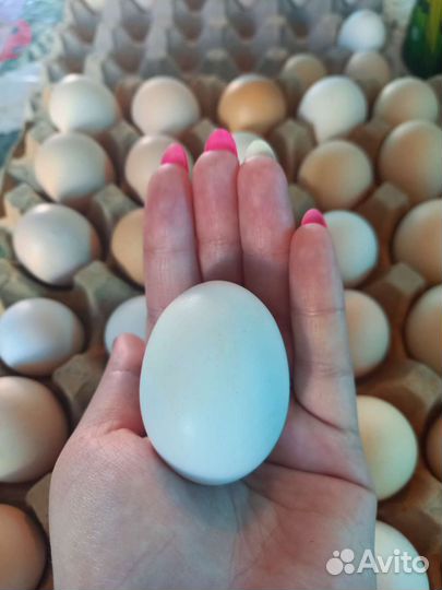 Домашние куриные яйца
