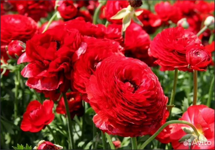 Ранункулюсы разные цвета