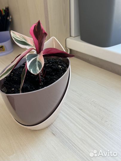 Калатея строманта