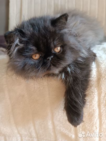 Персидские котята