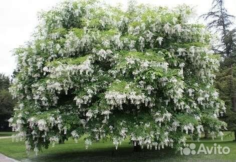 Акация белая