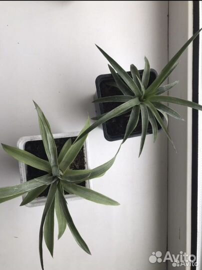 Ананас растение