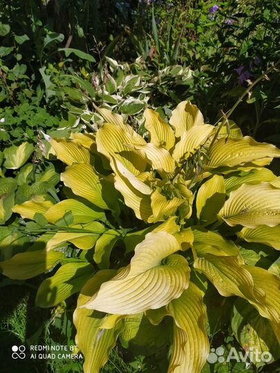 Хосты разные