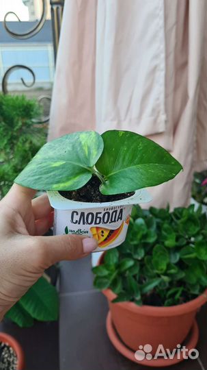 Сциндапсус