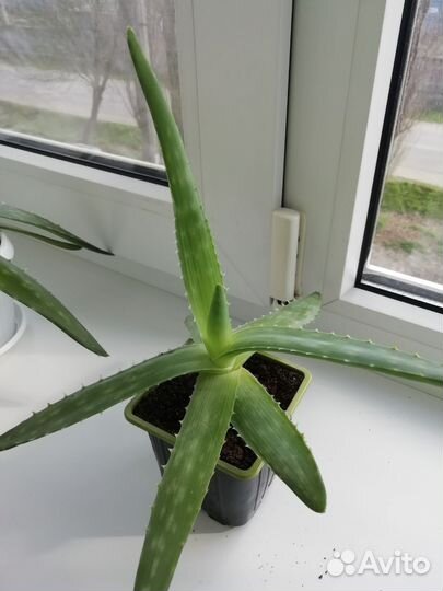 Алоэ лечебный