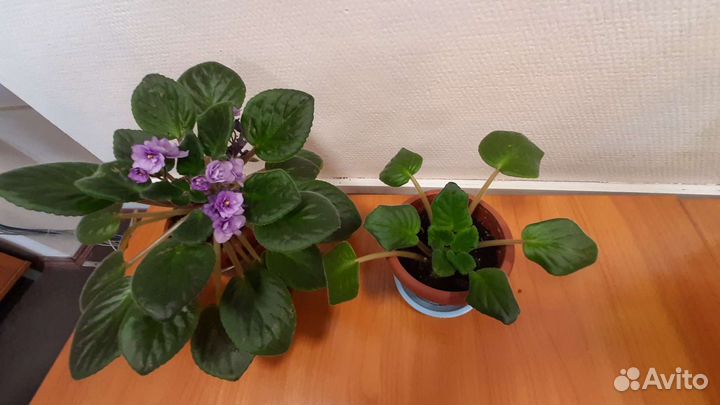 Фиалка, глоксинья, хлорофитум, сингониум, кливия