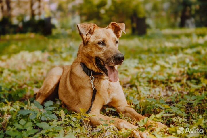 Собака по кличке Чубайс ищет дом