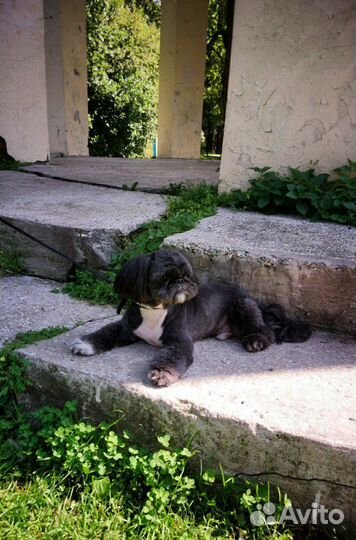 Передержка небольших собак