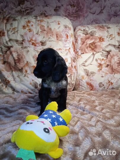 Щенки Спаниеля