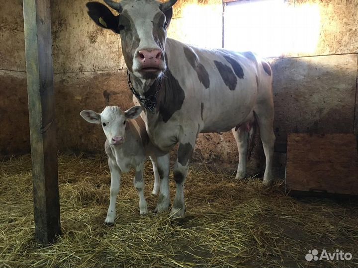 Корова дойная, телята, поросята
