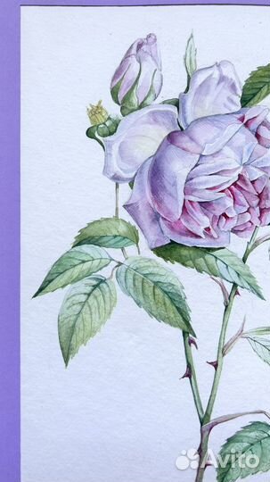 Роза. Ботаническая акварель