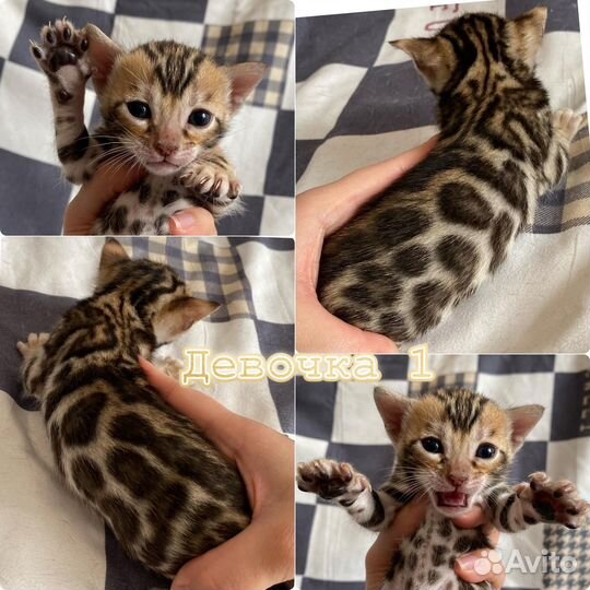 Бенгальские золотые котята с родословной