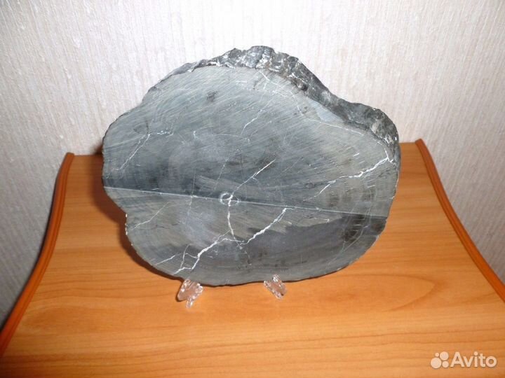 Окаменелое дерево 4 кг, Палеозой