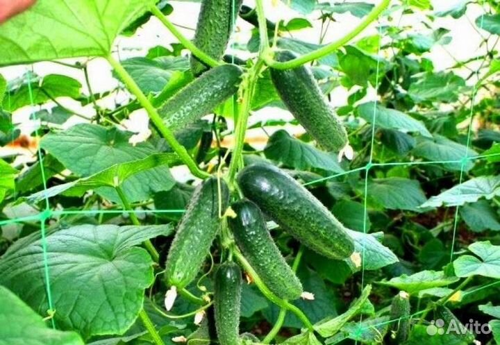 Семена огурцов