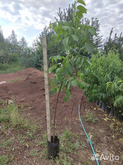 Саженцы с закрытой корневой системой