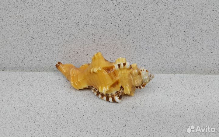 Циматиум Лоториум 11 морская ракушка раковина