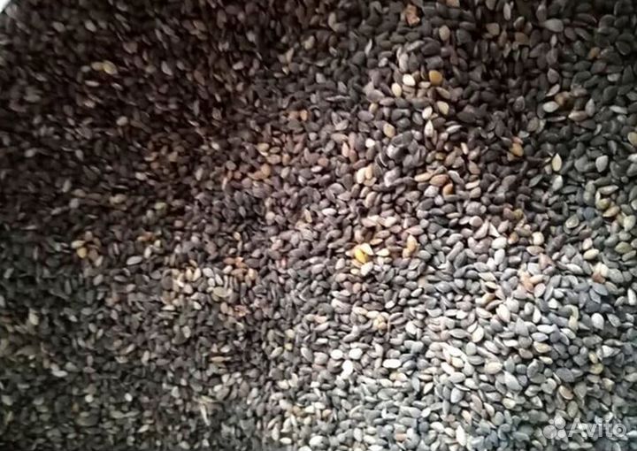 Семена ели обыкновенной