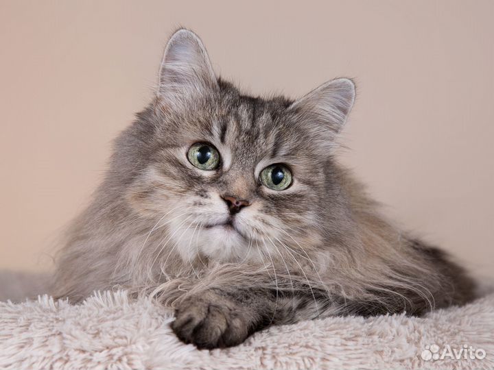 Пушистая кошка Мася в самые добрые руки