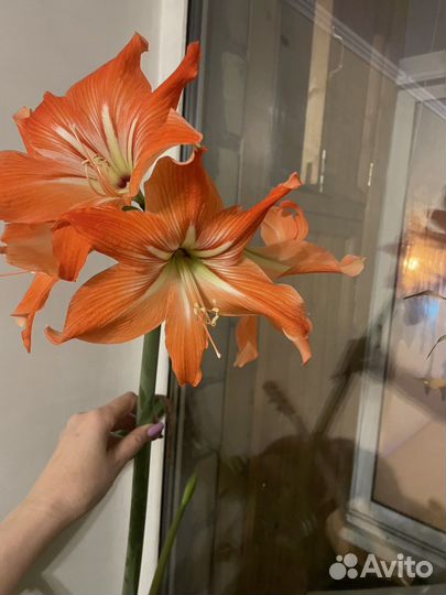 Гиппиаструм