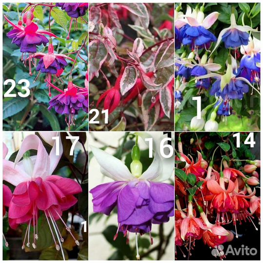 Фуксия укорененный черенок