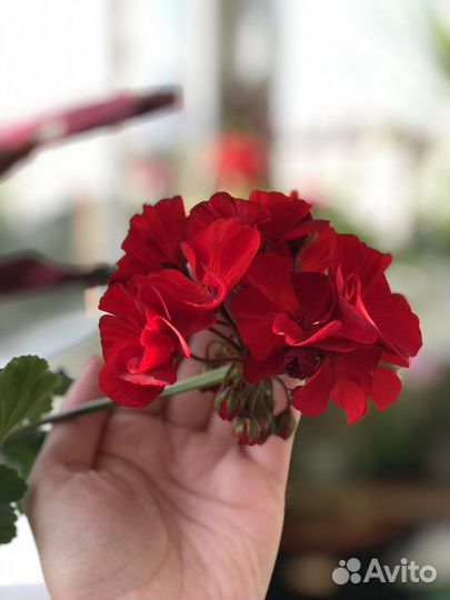 Пеларгония герань сортовая