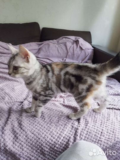 Шотландская прямоухая кошка