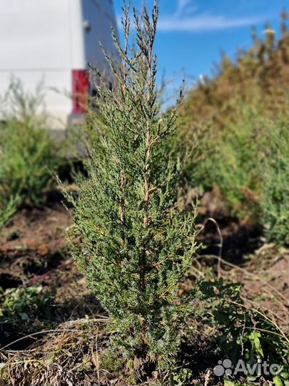 Можжевельник виргинский
