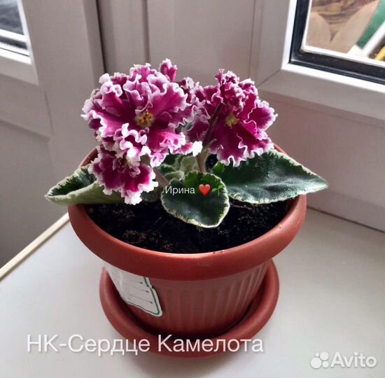 Фиалка