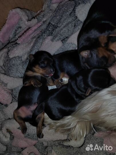 Йоркширский терьер щенки