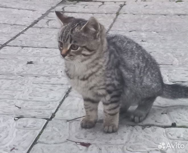 Отдам котят в добрые руки