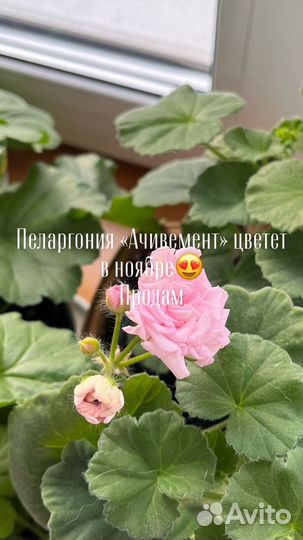 Продам пеларгонию