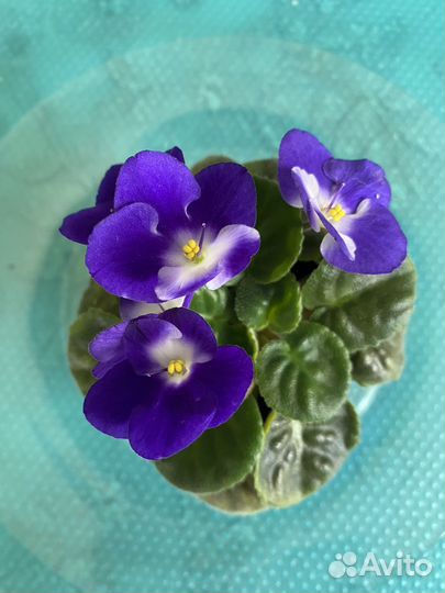 Пеларгония, фиалки