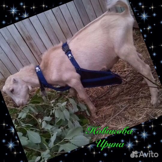 Фартуки для козлов. Защита вымени коз