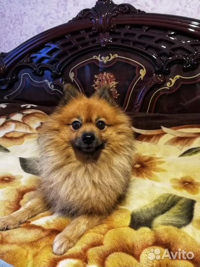 Малый немецкий шпиц