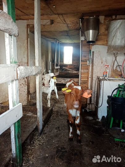 Корова, телята