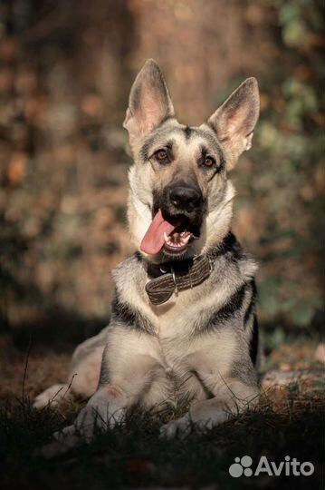 Щенки восточноевропейской овчарки