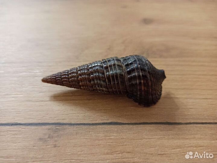 Морская раковина