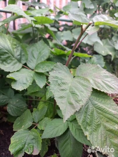 Саженцы ежевики