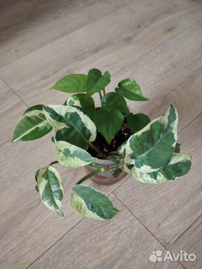 Эпипремнум