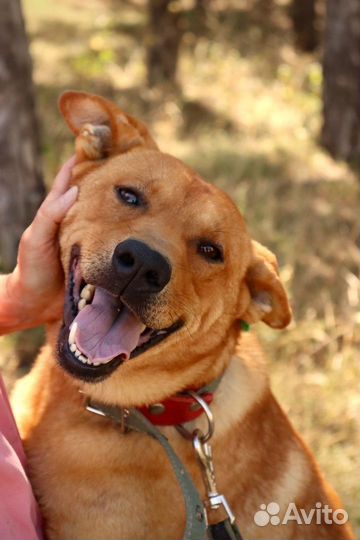 Статный Рэд