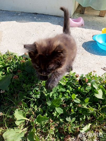 Котята в добрые руки 1 месяц