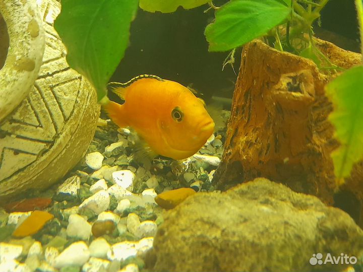 Лабидохромис Еллоу