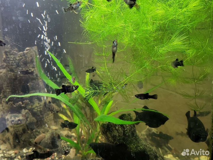 Моллинезии