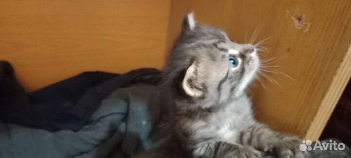 Кошка в дар бесплатно