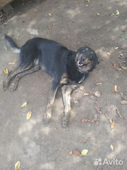 Дина, молодая собака