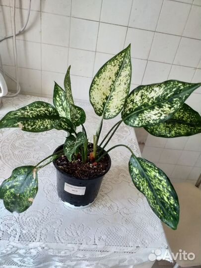 Аглаонема белая звезда