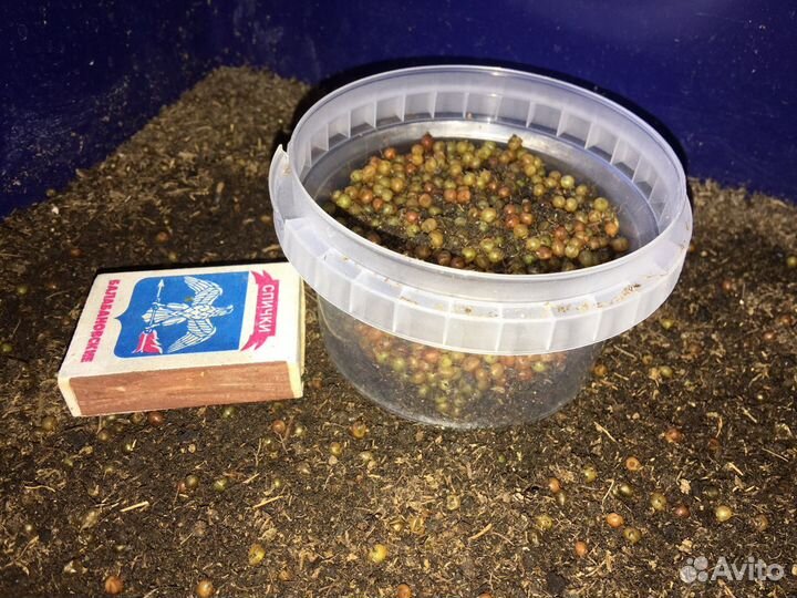 Коконы червя дендробена