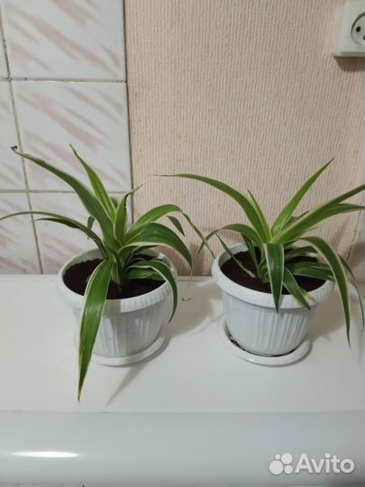 Хлорофитум в горшке